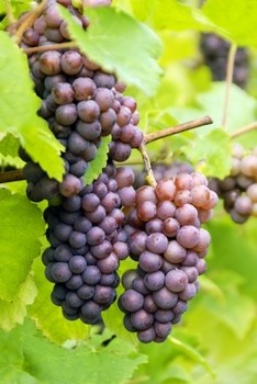 Grapes and Resveratrol